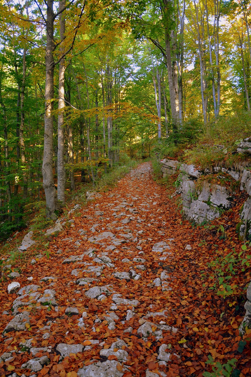 Ekskursija, Miškas, Ruduo, Takas, Kalnas, Europinis Kelias, E5, Lessinia, Italy, Nemokamos Nuotraukos