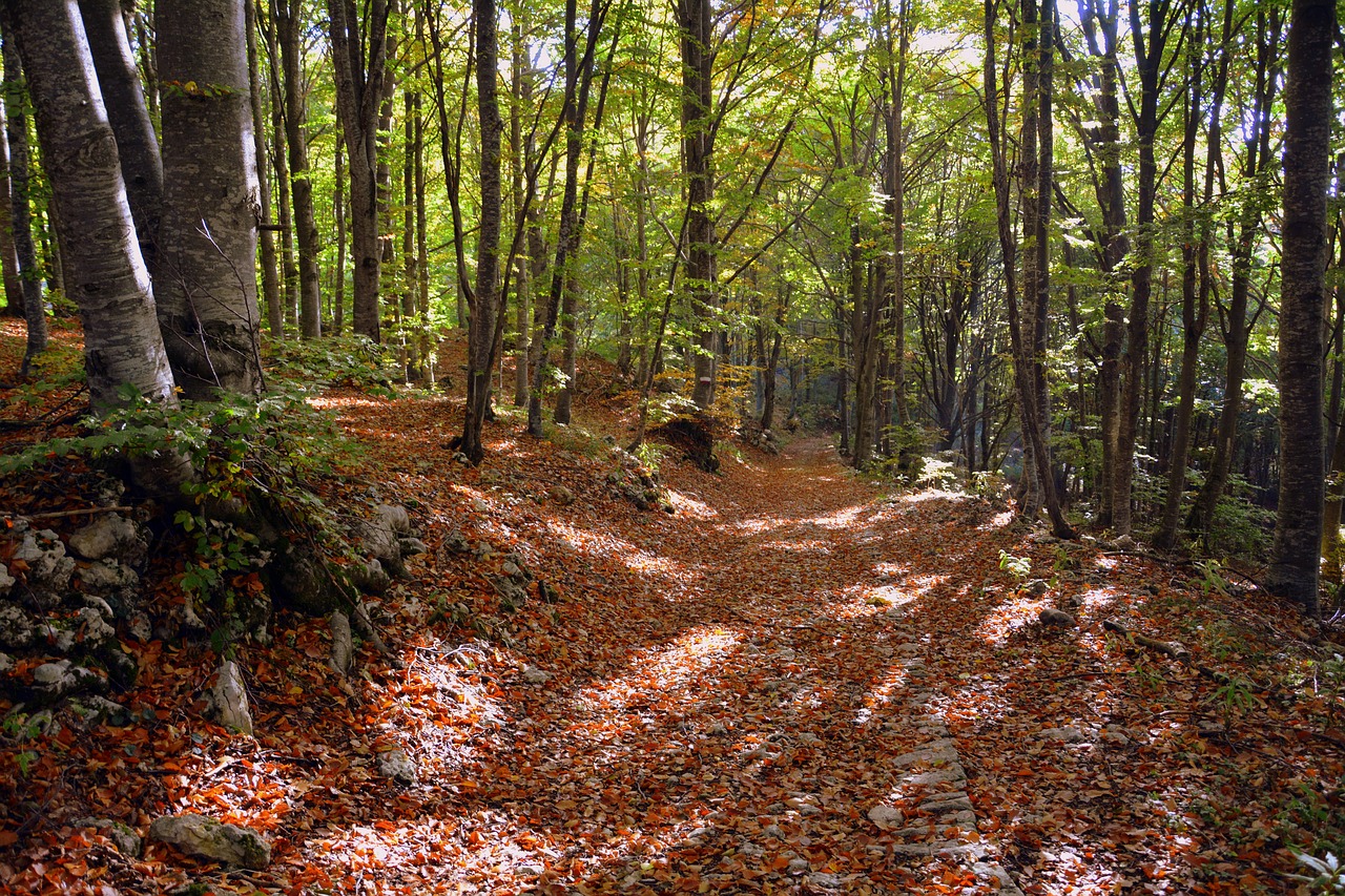 Ekskursija, Miškas, Ruduo, Takas, Kalnas, Europinis Kelias, E5, Lessinia, Italy, Nemokamos Nuotraukos