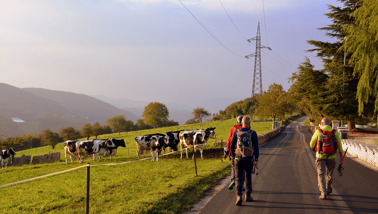 Ekskursija, Vaikščioti, Kelias, Ruduo, Medžiai, Karvė, Ganykla, Kalnas, Europinis Kelias, E5