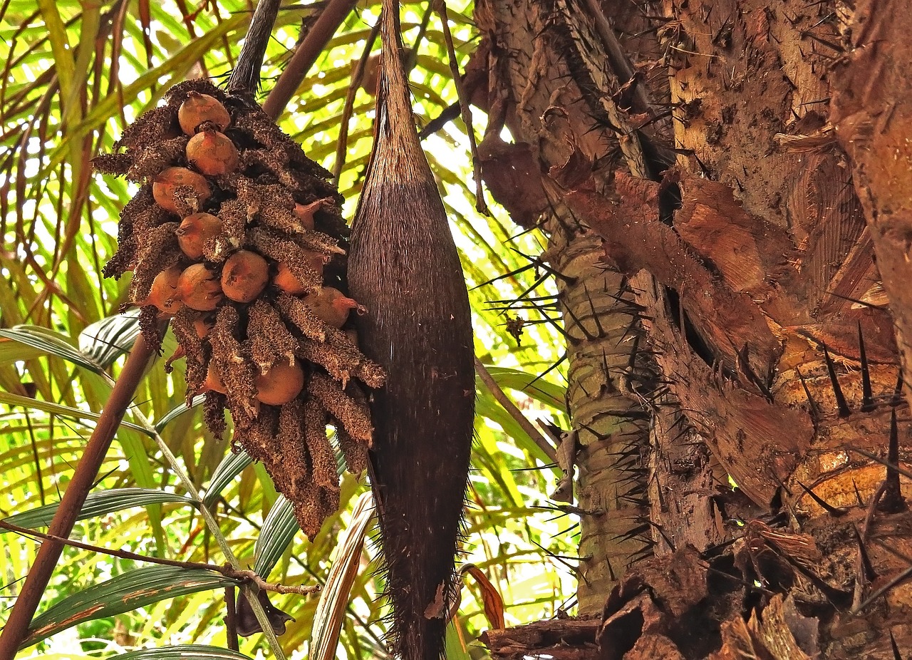 Egzotiškas, Erškėčių, Brazilija, Amazon, Atogrąžų Miškai, Tropikai, Kokosai, Nemokamos Nuotraukos,  Nemokama Licenzija