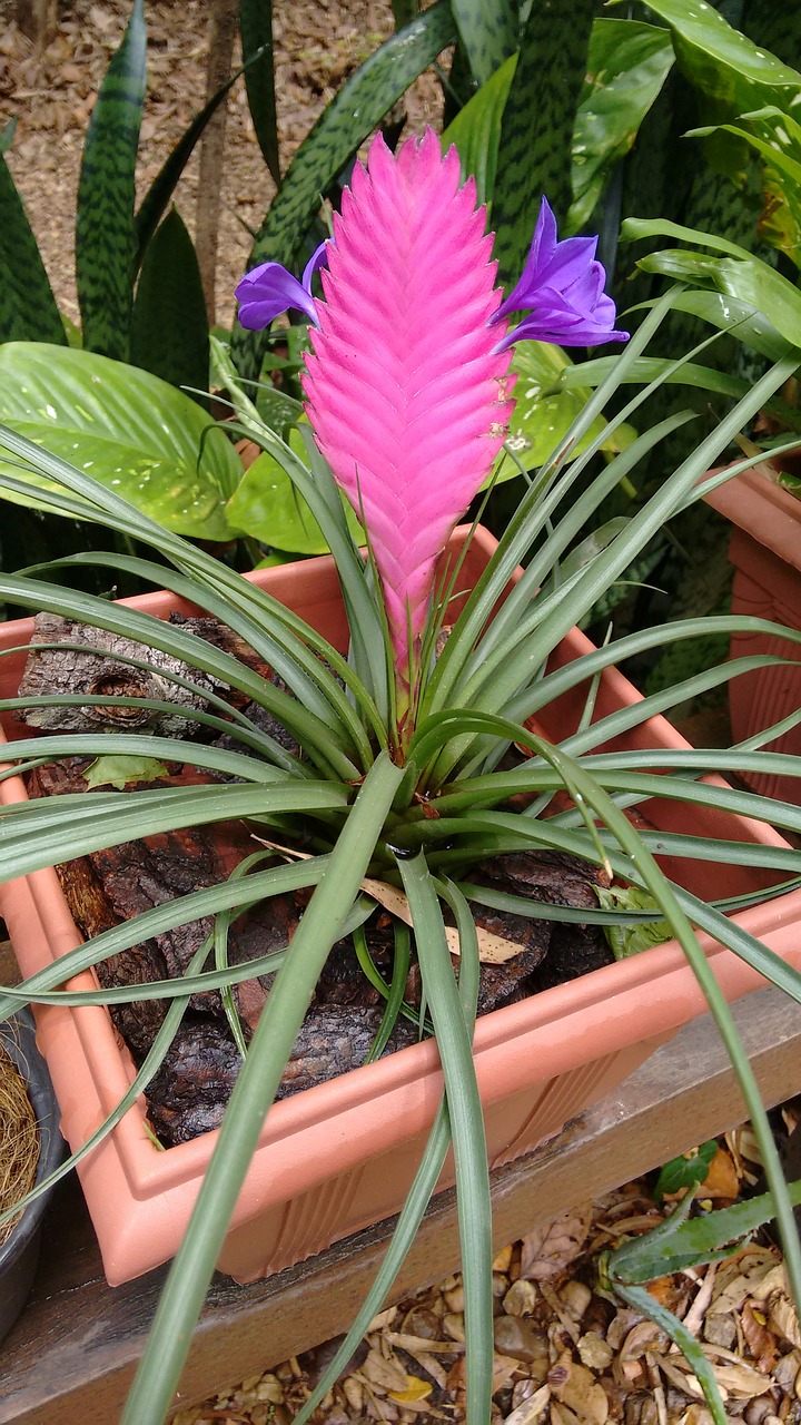 Egzotiškas,bromeliadas,egzotinis augalas,violetinė,rosa - nemokamos  nuotraukos. Mediakatalogas.lt