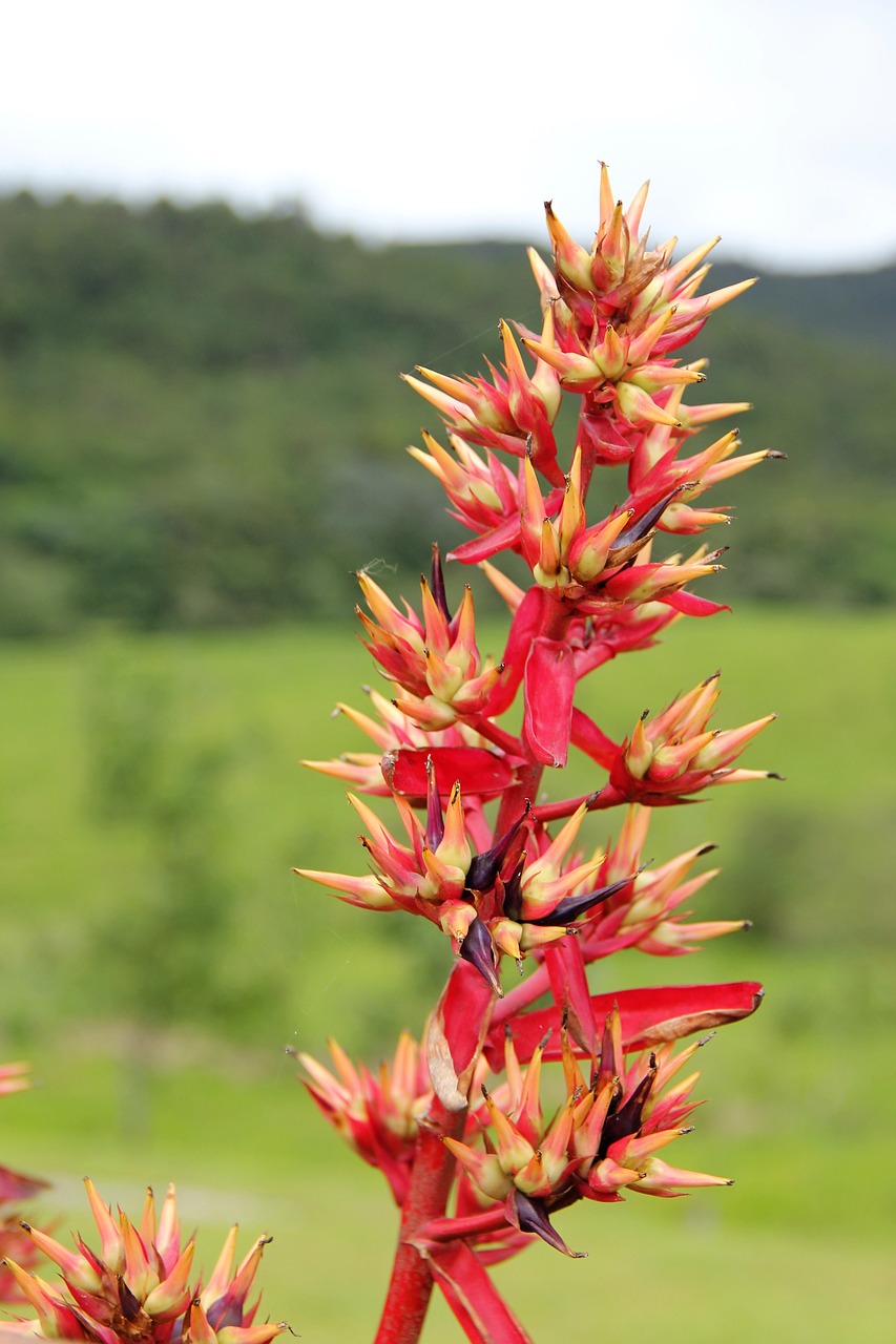 Egzotiška Gėlė, Botanika, Flora, Žiedas, Žydėti, Atogrąžų, Augalas, Kosta Rika, Žiedynas, Tropinis Aechmea-Art