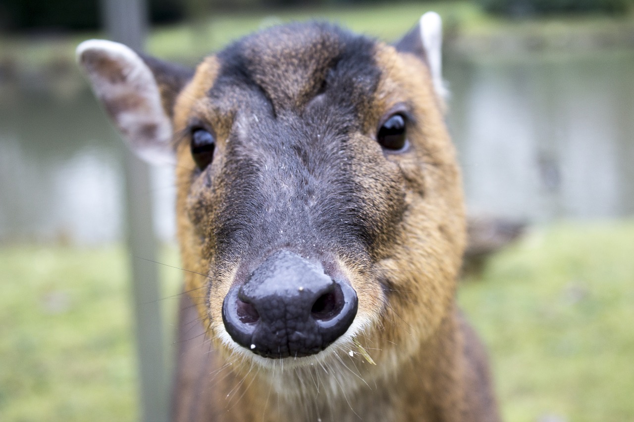 Brangus, Zoologijos Sodas, Vandens Kiaulė, Saldus, Nemokamos Nuotraukos,  Nemokama Licenzija