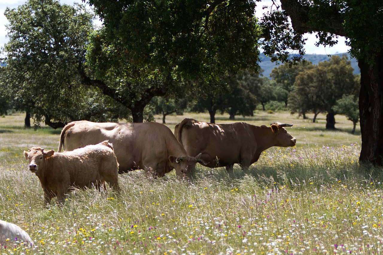 Extremadura Spain, Karvės, Pieva, Encinas, Laukinės Vasaros Spalvos, Kraštovaizdis, Galvijai, Žemdirbystė, Kaimas, Laukas