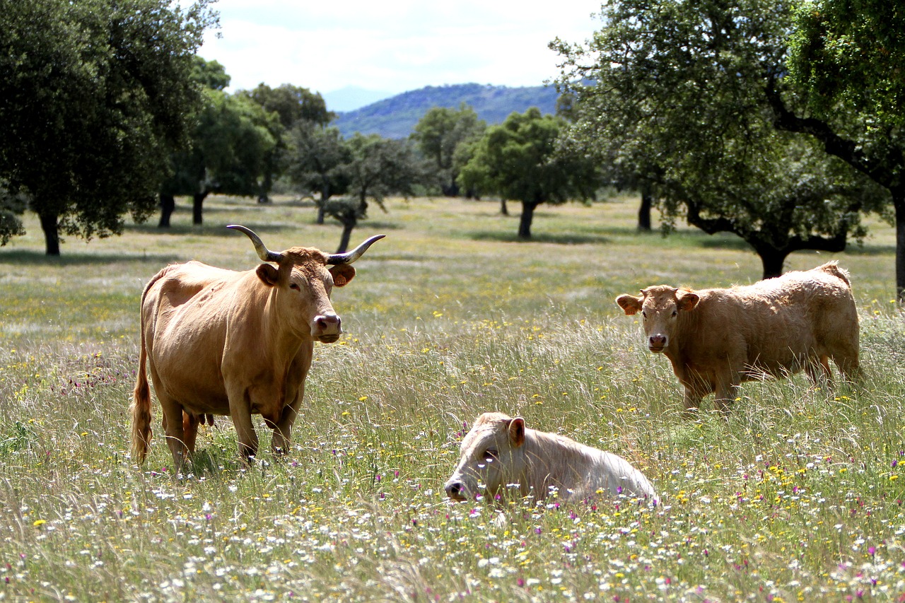 Extremadura Spain, Karvės, Laukinės Vasaros Spalvos, Encinas, Ganymas, Ragai, Valgymas, Kalvos, Pavasaris, Gyvūnas