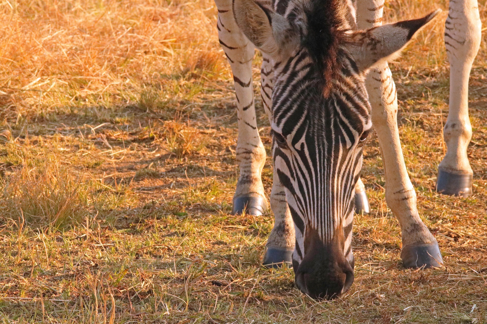 Gyvūnas,  Zebra,  Jaunas,  Veidas,  Šviesa,  Auksinis,  Švytėjimas,  Jaunosios Zebros Veidas, Nemokamos Nuotraukos,  Nemokama Licenzija