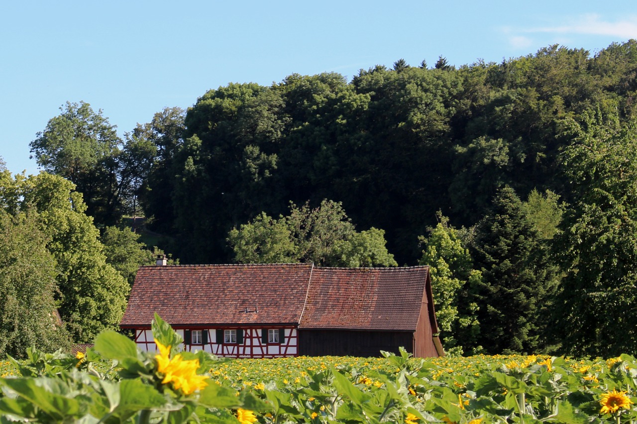 Fachwerkhaus, Saulėgrąžų Laukas, Gamta, Kraštovaizdis, Miškas, Nuotaika, Atmosfera, Amriswil, Nemokamos Nuotraukos,  Nemokama Licenzija