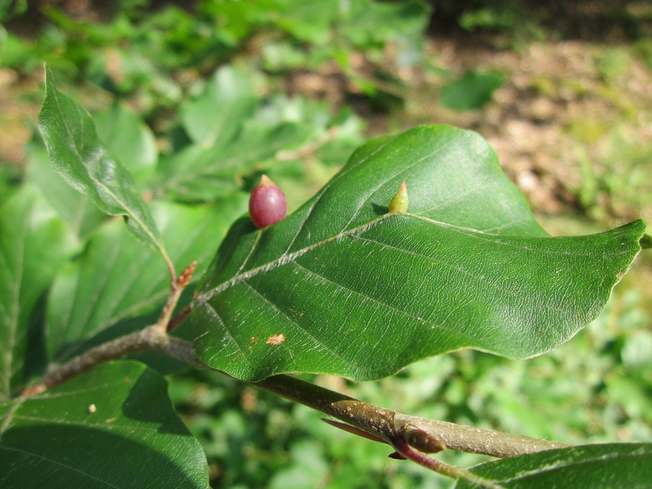 Fagus Sylvatica,  Europinis Bukas,  Bendras Bukas,  Lapai,  Makro,  Goliai,  Augalas,  Flora,  Botanika,  Rūšis