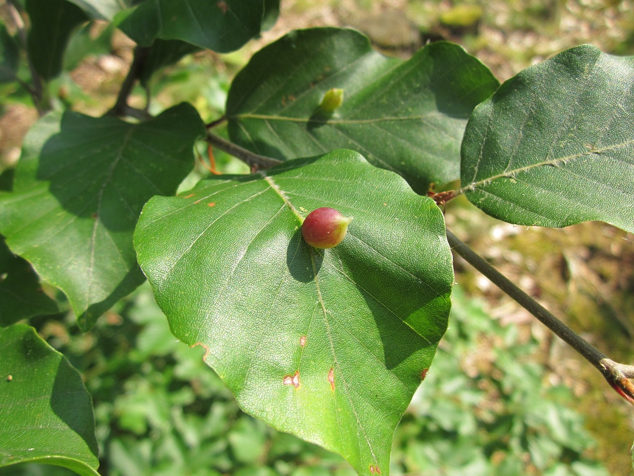 Fagus Sylvatica,  Europinis Bukas,  Bendras Bukas,  Lapai,  Makro,  Goliai,  Augalas,  Flora,  Botanika,  Rūšis