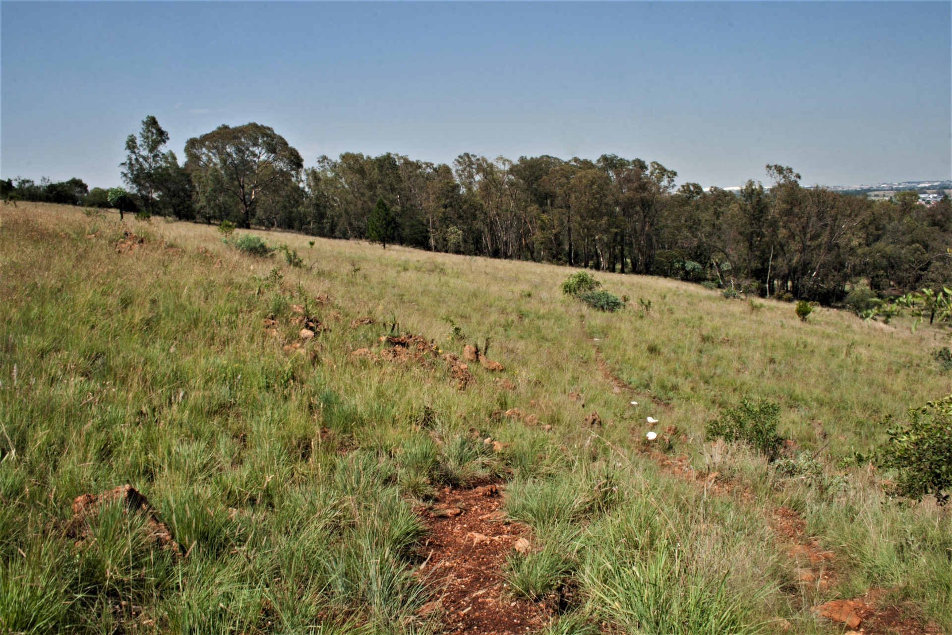 Gamta,  Veld,  Žolė,  Trasa,  Takas,  Kelias,  Žemė,  Medžiai,  Dangus,  Silpnas Takas Veld