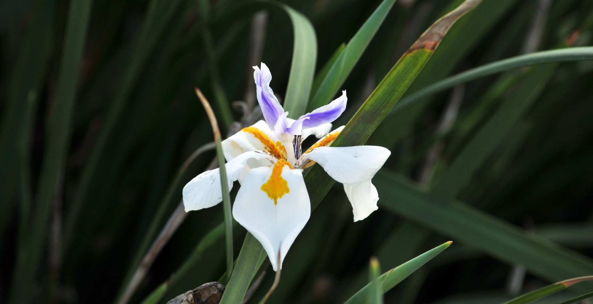 Iris,  Gėlė,  Gėlės,  Pavasaris,  Violetinė,  Balta,  Geltona,  Sodas,  Lauke,  Žydėti