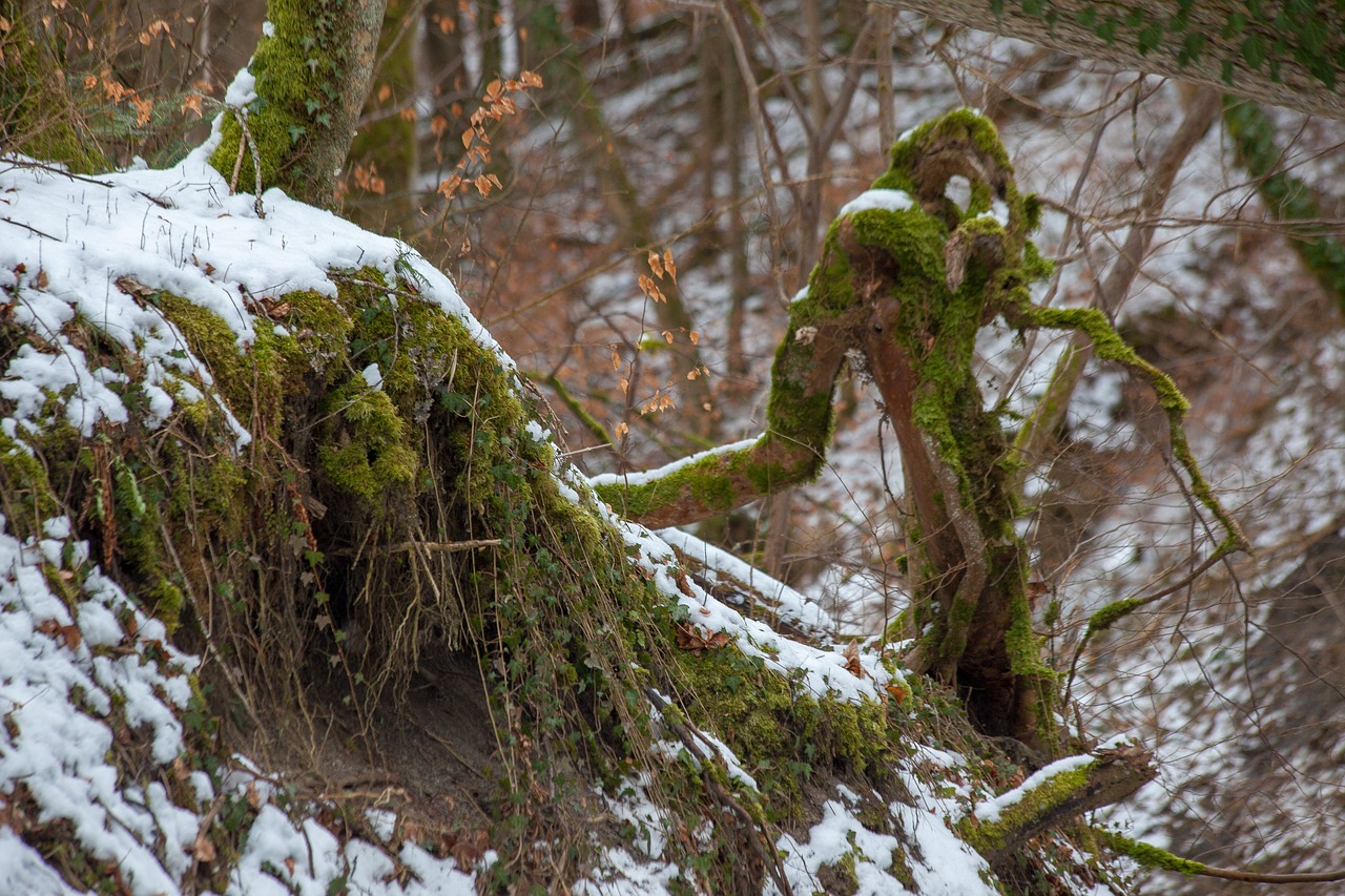 Pasaka Mišką,  Mitinės Būtybės,  Creepy,  Siaubas,  Pasakos,  Medis Esmė,  Medis Vyras, Nemokamos Nuotraukos,  Nemokama Licenzija