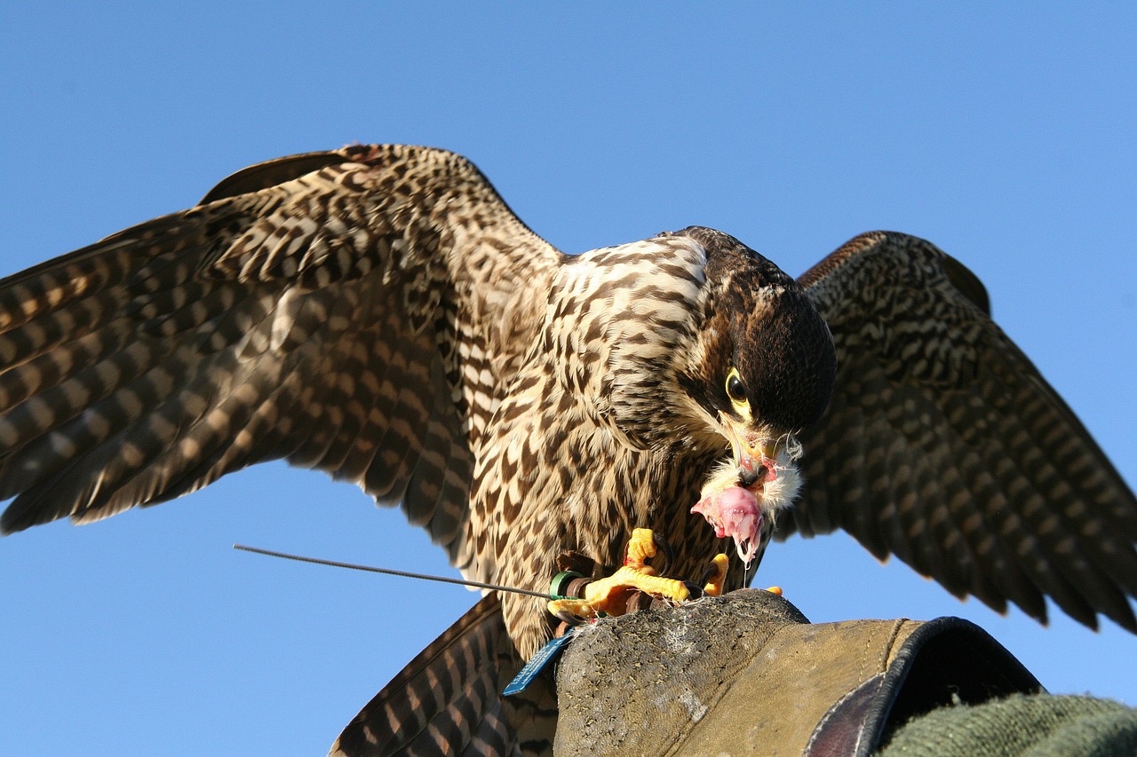 Falcon, Raptoras, Plėšrusis Paukštis, Paukštis, Salkūnai, Nemokamos Nuotraukos,  Nemokama Licenzija