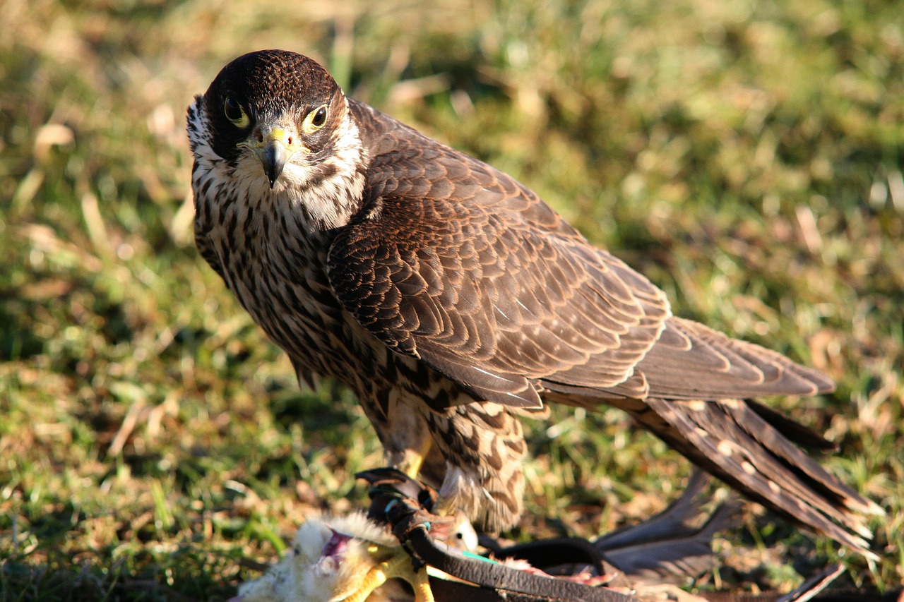 Falcon, Raptoras, Plėšrusis Paukštis, Paukštis, Salkūnai, Nemokamos Nuotraukos,  Nemokama Licenzija