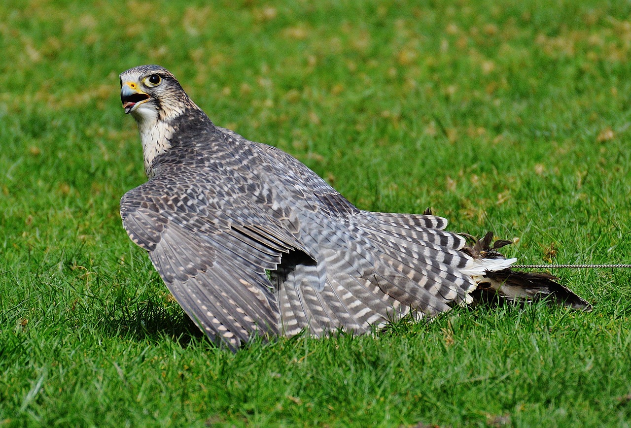 Falcon, Laukinių Parkų Girtavimas, Raptoras, Laukinis Gyvūnas, Plunksna, Plėšrusis Paukštis, Paukštis, Plumėjimas, Gamta, Gyvūnų Pasaulis