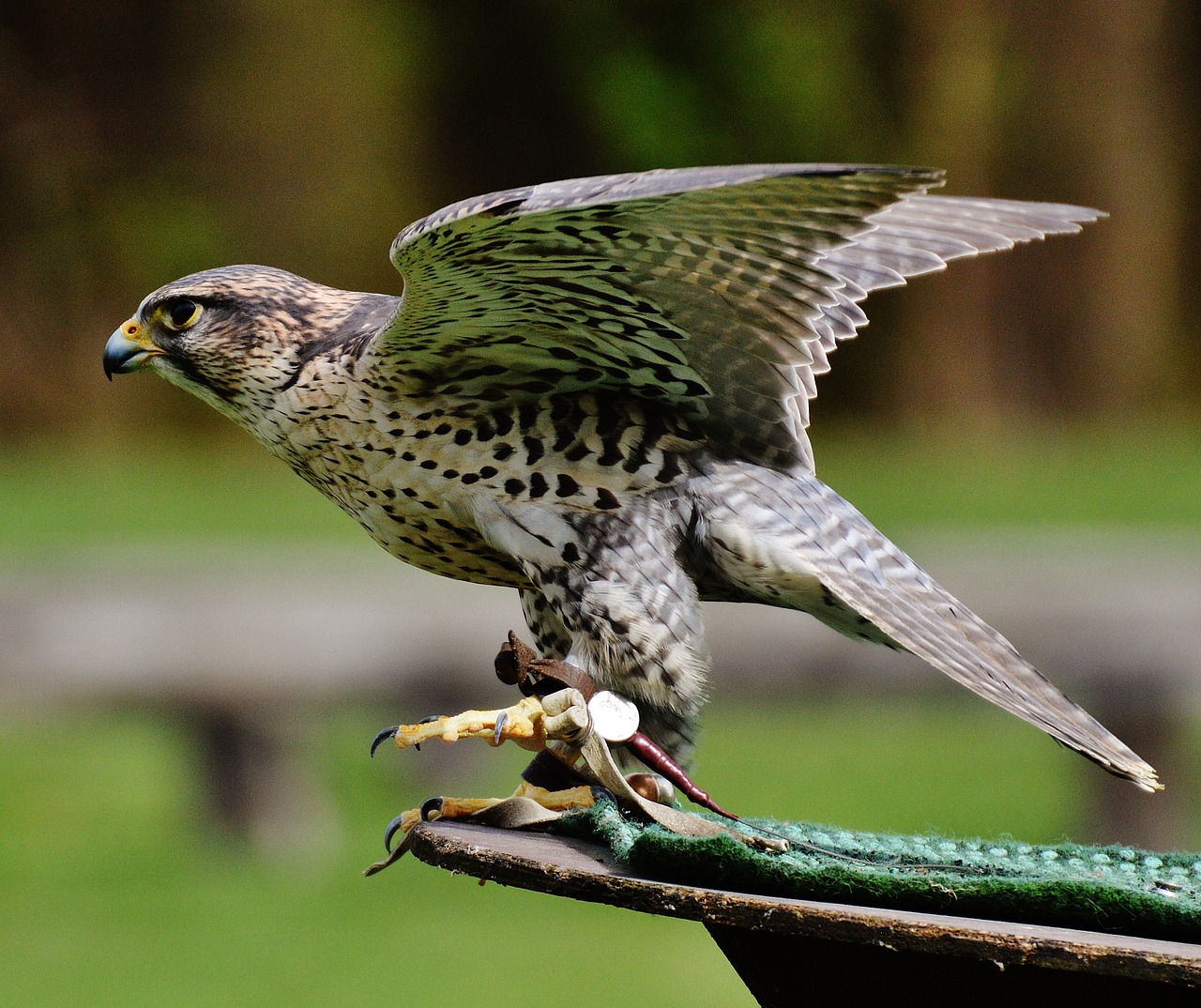 Falcon, Laukinių Parkų Girtavimas, Raptoras, Laukinis Gyvūnas, Plunksna, Plėšrusis Paukštis, Paukštis, Plumėjimas, Gamta, Gyvūnų Pasaulis