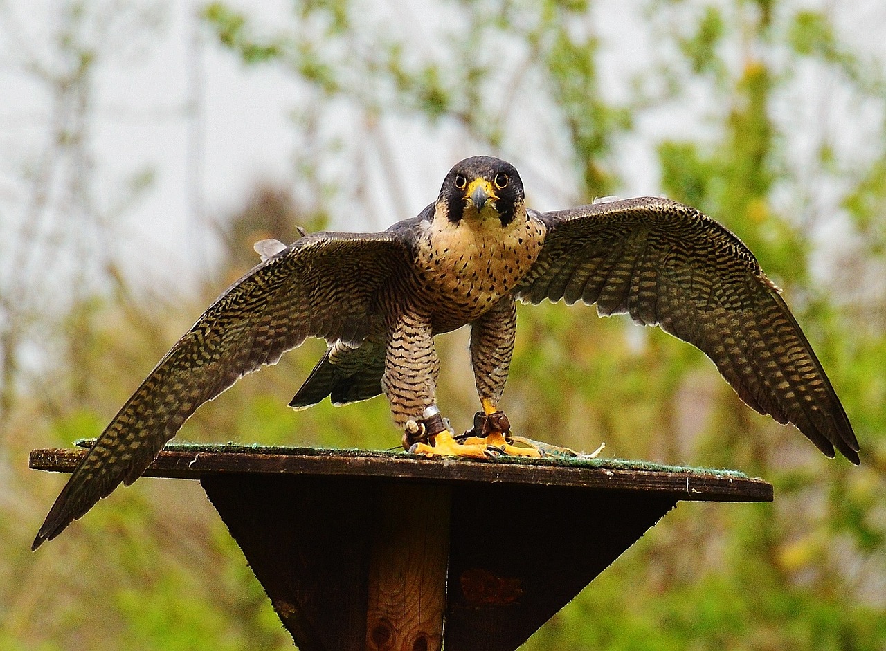 Falcon, Laukinių Parkų Girtavimas, Raptoras, Laukinis Gyvūnas, Plunksna, Plėšrusis Paukštis, Paukštis, Plumėjimas, Gamta, Gyvūnų Pasaulis