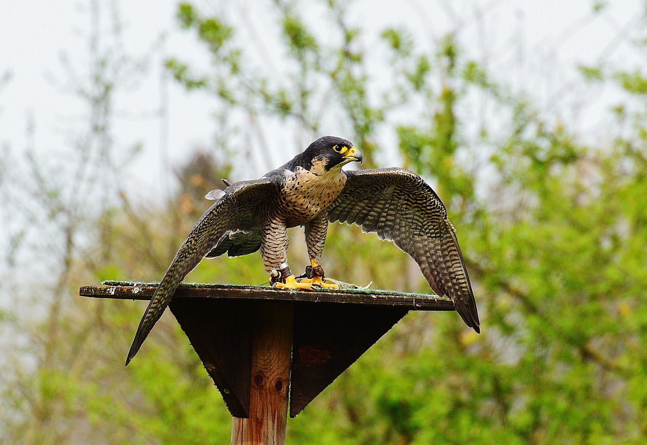 Falcon, Laukinių Parkų Girtavimas, Raptoras, Laukinis Gyvūnas, Plunksna, Plėšrusis Paukštis, Paukštis, Plumėjimas, Gamta, Gyvūnų Pasaulis