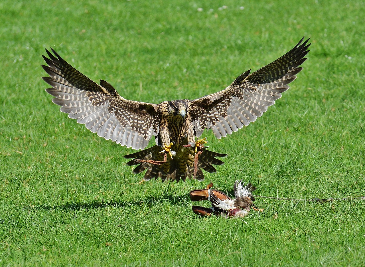 Falcon, Laukinių Parkų Girtavimas, Metodas, Grobis, Prieiga, Raptoras, Laukinis Gyvūnas, Plunksna, Plėšrusis Paukštis, Paukštis