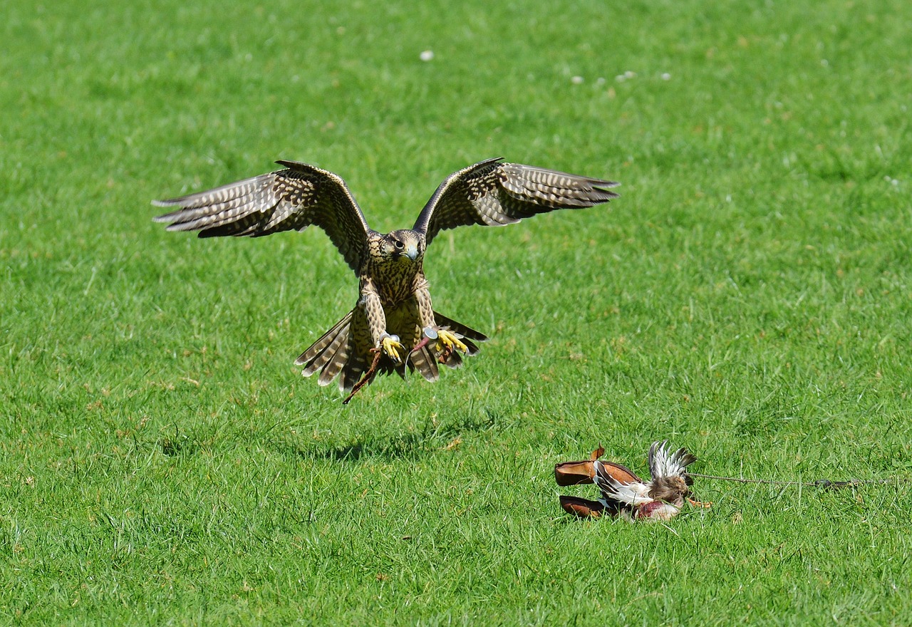 Falcon, Laukinių Parkų Girtavimas, Metodas, Grobis, Prieiga, Raptoras, Laukinis Gyvūnas, Plunksna, Plėšrusis Paukštis, Paukštis