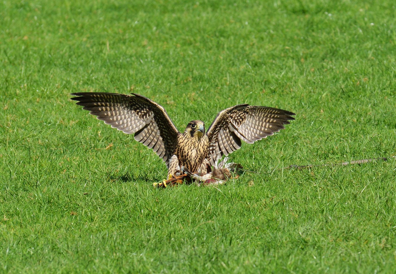 Falcon, Laukinių Parkų Girtavimas, Metodas, Grobis, Prieiga, Raptoras, Laukinis Gyvūnas, Plunksna, Plėšrusis Paukštis, Paukštis