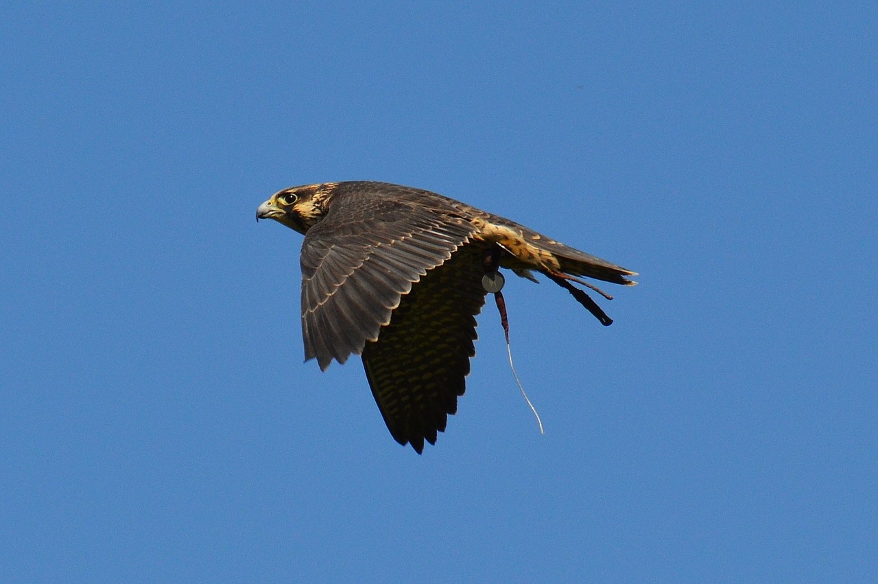 Falcon, Laukinių Parkų Girtavimas, Skrydis, Skristi, Raptoras, Laukinis Gyvūnas, Plunksna, Plėšrusis Paukštis, Paukštis, Plumėjimas