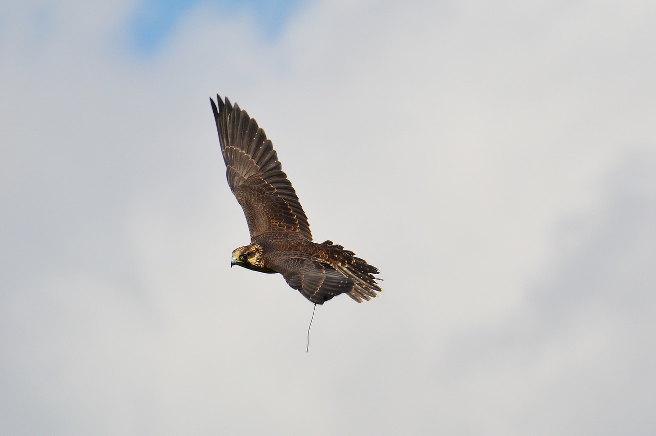 Falcon, Laukinių Parkų Girtavimas, Skrydis, Skristi, Raptoras, Laukinis Gyvūnas, Plunksna, Plėšrusis Paukštis, Paukštis, Plumėjimas