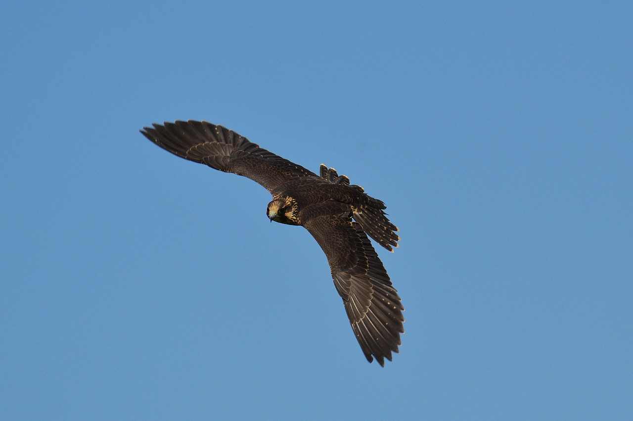 Falcon, Laukinių Parkų Girtavimas, Skrydis, Skristi, Raptoras, Laukinis Gyvūnas, Plunksna, Plėšrusis Paukštis, Paukštis, Plumėjimas