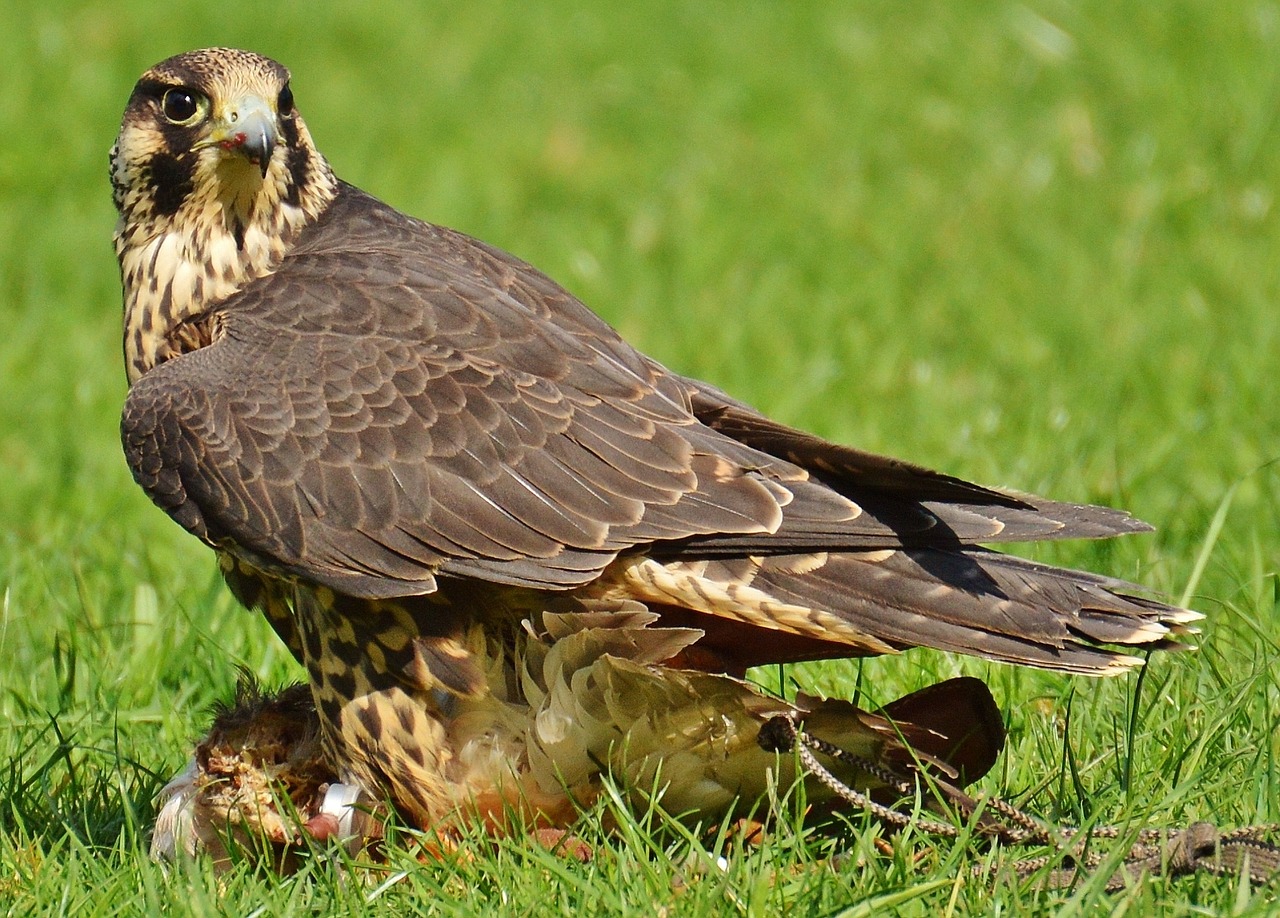 Falcon, Laukinių Parkų Girtavimas, Grobis, Prieiga, Raptoras, Laukinis Gyvūnas, Plunksna, Plėšrusis Paukštis, Paukštis, Plumėjimas