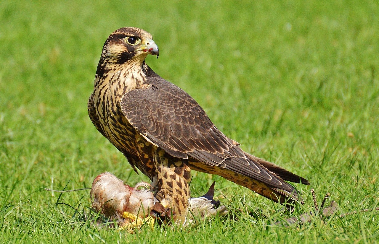 Falcon, Laukinių Parkų Girtavimas, Grobis, Prieiga, Raptoras, Laukinis Gyvūnas, Plunksna, Plėšrusis Paukštis, Paukštis, Plumėjimas