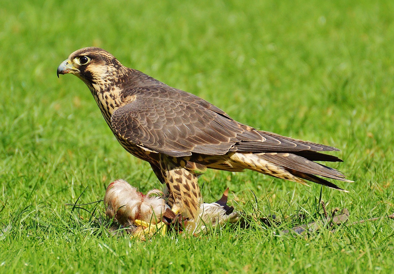 Falcon, Laukinių Parkų Girtavimas, Grobis, Prieiga, Raptoras, Laukinis Gyvūnas, Plunksna, Plėšrusis Paukštis, Paukštis, Plumėjimas