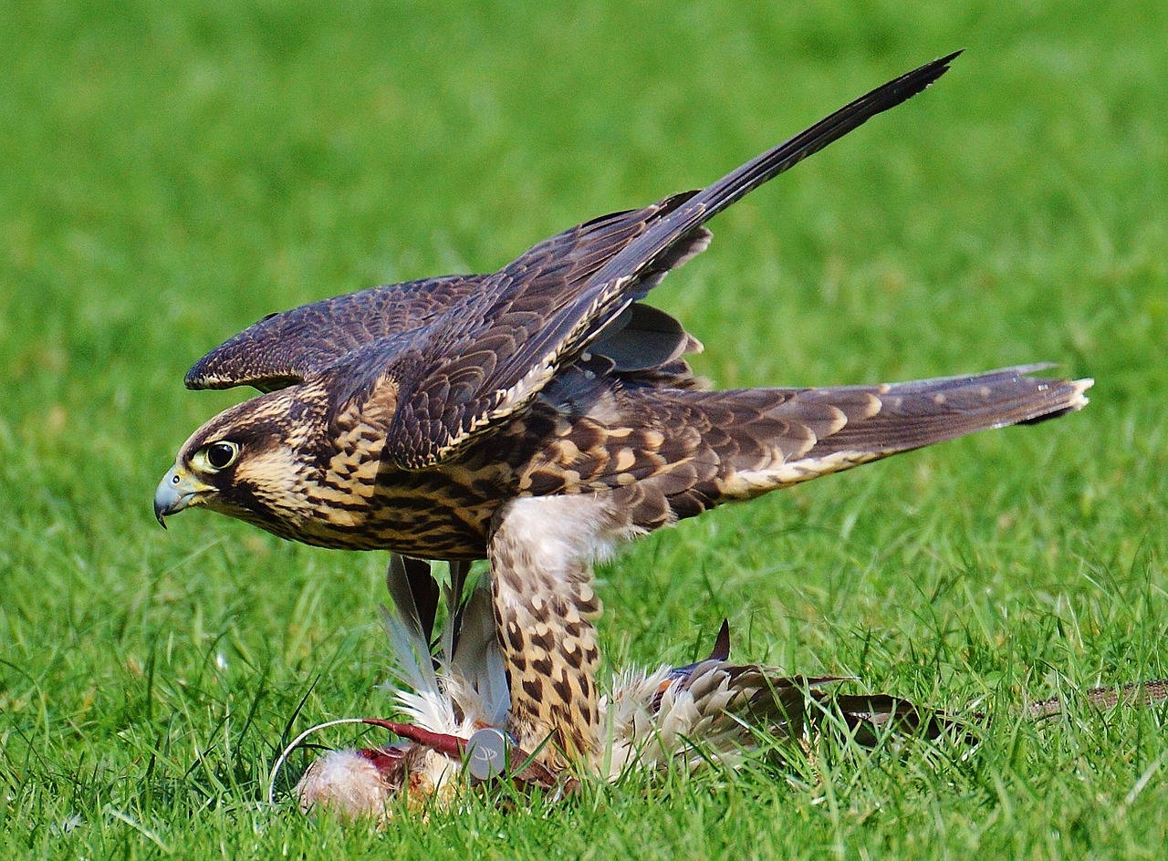 Falcon, Laukinių Parkų Girtavimas, Grobis, Prieiga, Raptoras, Laukinis Gyvūnas, Plunksna, Plėšrusis Paukštis, Paukštis, Plumėjimas