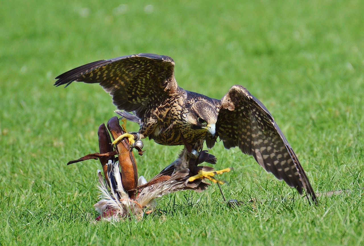 Falcon, Laukinių Parkų Girtavimas, Grobis, Prieiga, Raptoras, Laukinis Gyvūnas, Plunksna, Plėšrusis Paukštis, Paukštis, Plumėjimas