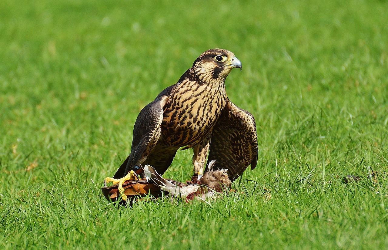 Falcon, Laukinių Parkų Girtavimas, Grobis, Prieiga, Raptoras, Laukinis Gyvūnas, Plunksna, Plėšrusis Paukštis, Paukštis, Plumėjimas