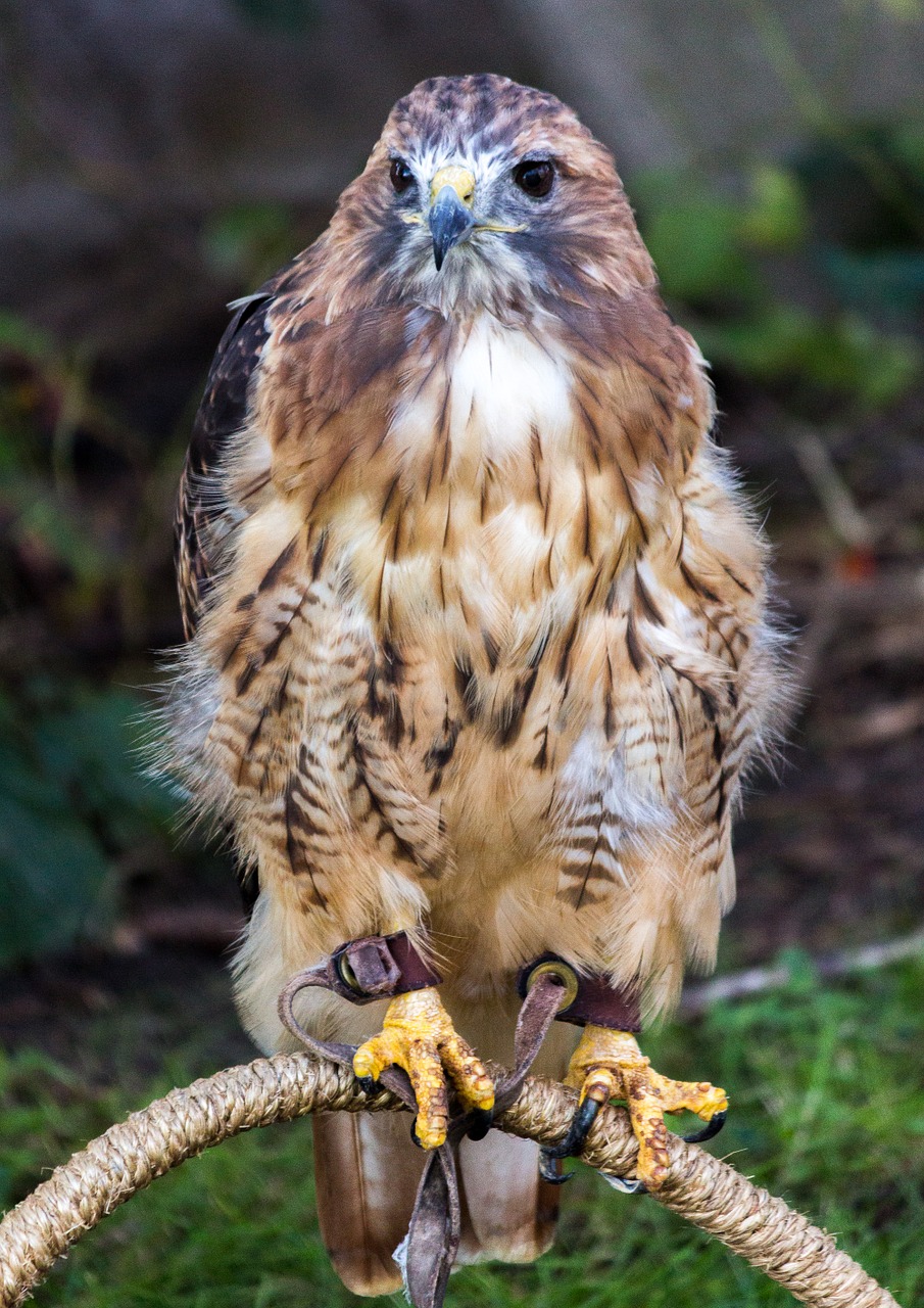 Falcon, Raptoras, Paukštis, Nemokamos Nuotraukos,  Nemokama Licenzija