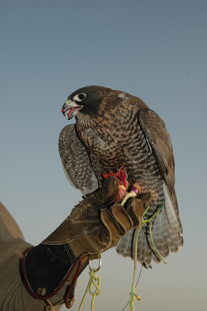 Falcon, Dubai, Paukštis, Nemokamos Nuotraukos,  Nemokama Licenzija