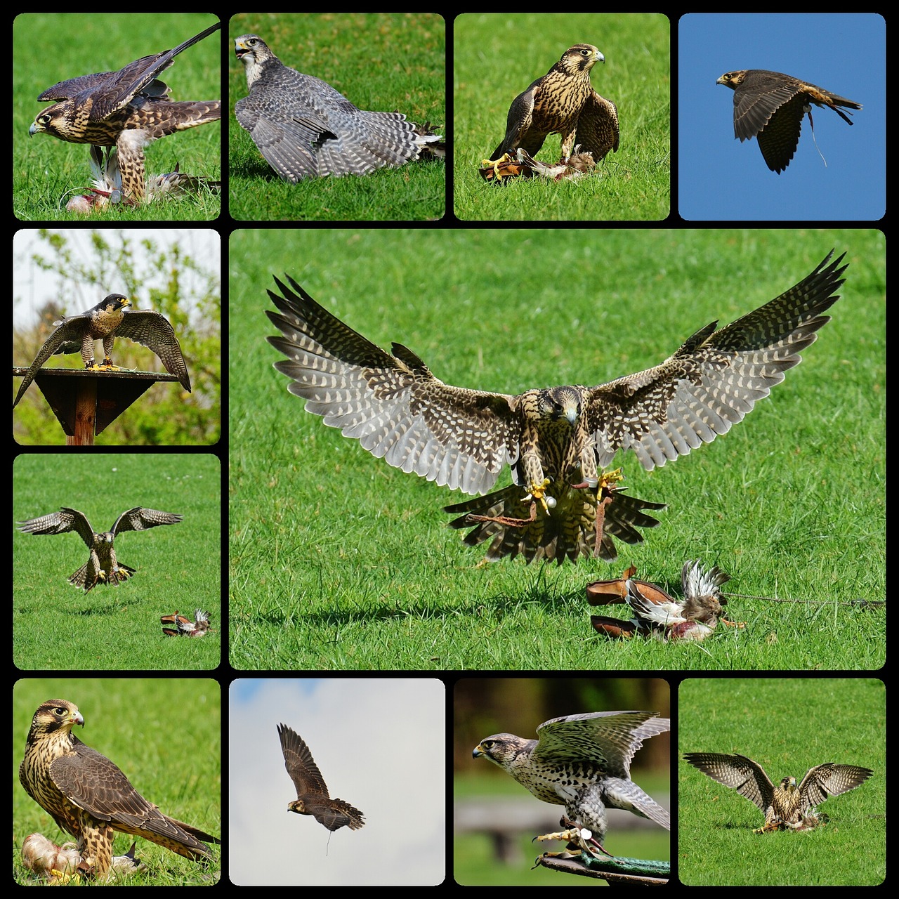 Falcon, Laukinių Parkų Girtavimas, Metodas, Grobis, Koliažas, Prieiga, Raptoras, Laukinis Gyvūnas, Plunksna, Plėšrusis Paukštis