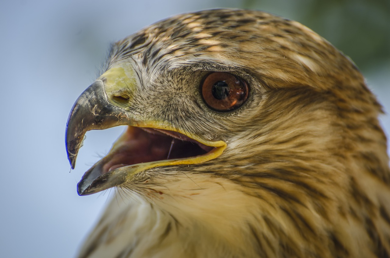 Falcon, Laukinė Gamta, Paukštis, Gyvūnas, Gyvūnų Portretas, Nemokamos Nuotraukos,  Nemokama Licenzija