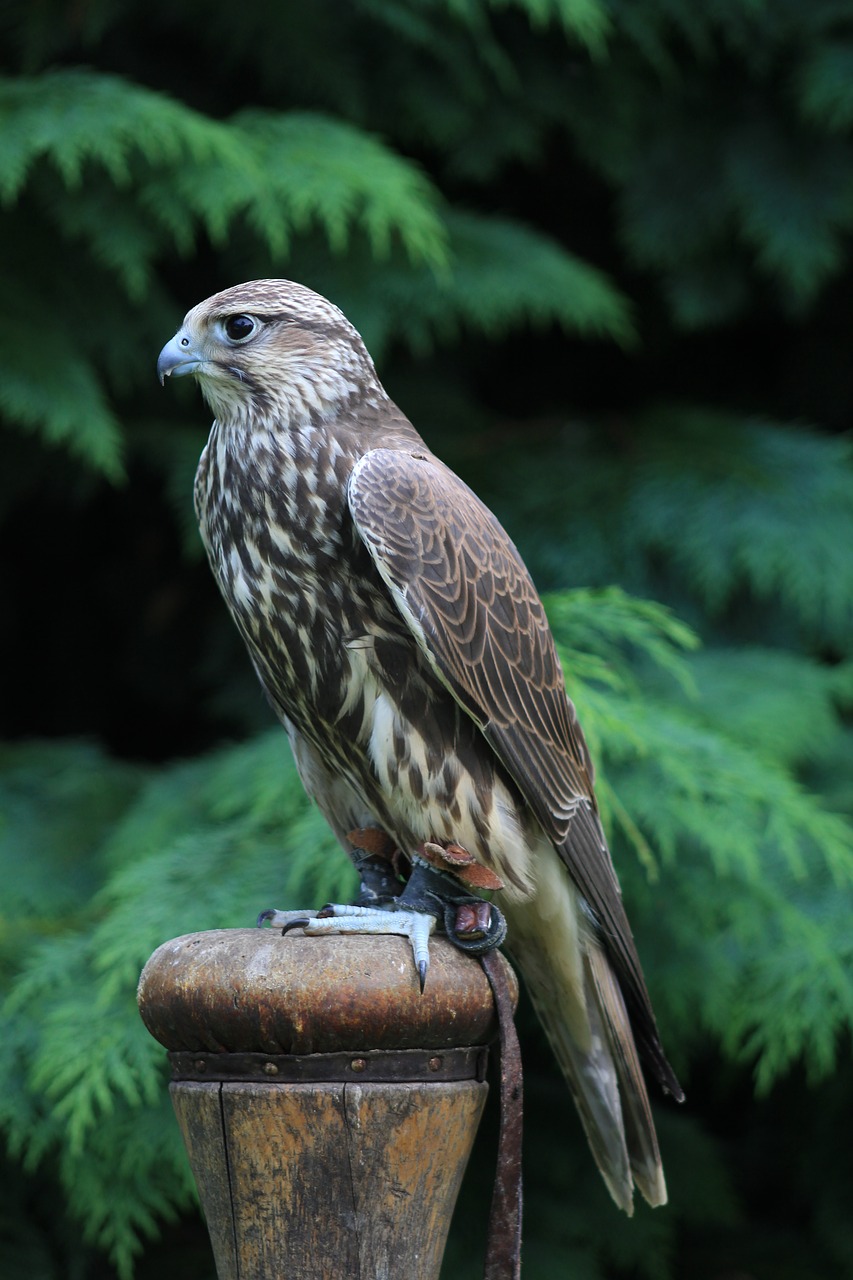 Falcon, Grifinas, Paukštis, Gamta, Plumėjimas, Gyvūnas, Raptoras, Sąskaitą, Plunksna, Grobis