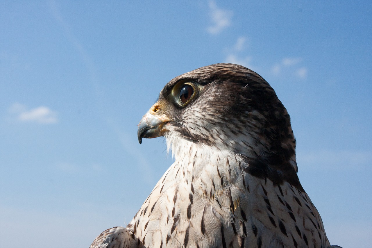 Falcon, Raptoras, Paukštis, Plėšrusis Paukštis, Falkner, Grobio Paukščiai Rodomi, Salkūnai, Gamta, Laisvė, Gyvūnas