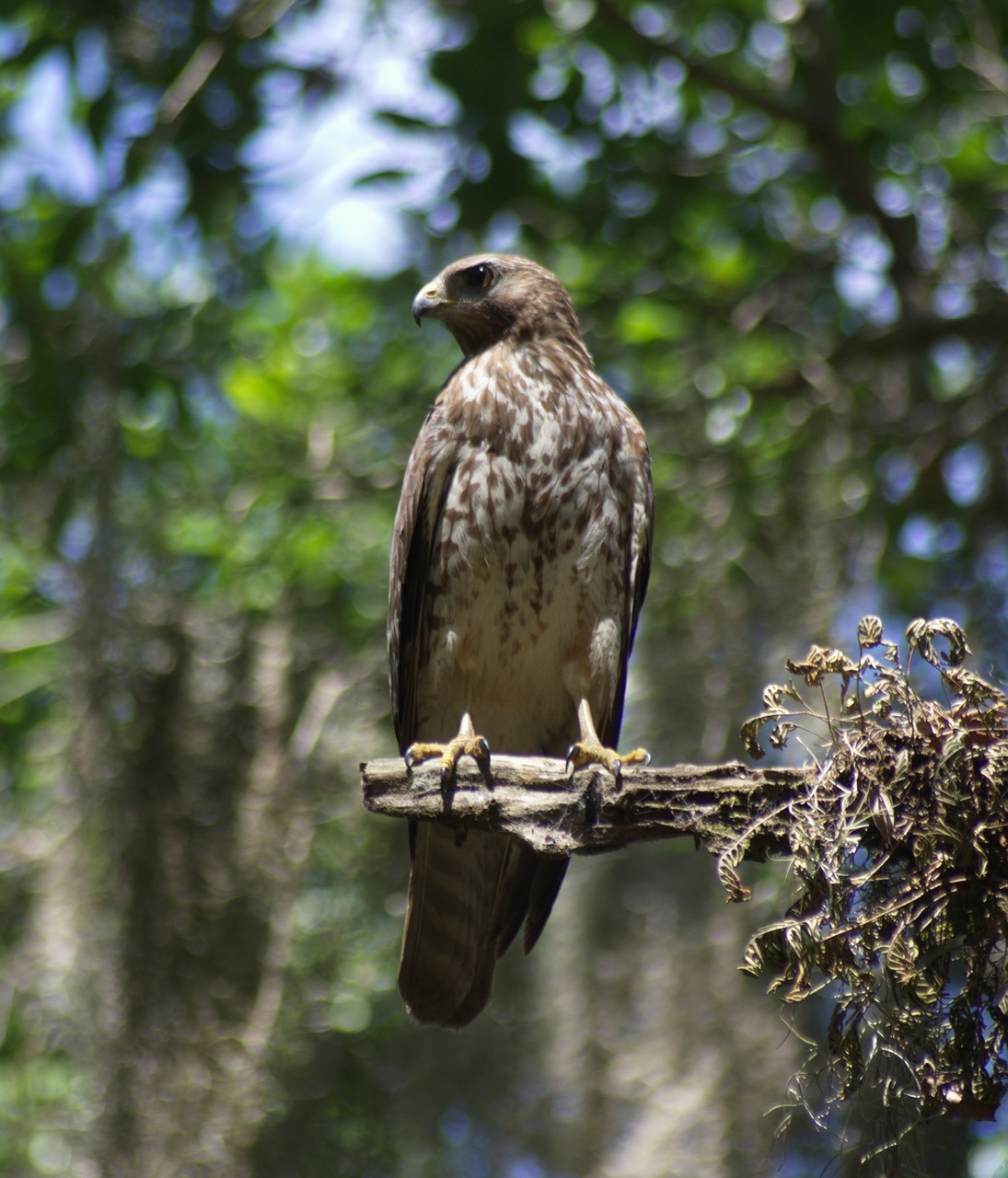 Falcon, Plėšrusis Paukštis, Paukštis, Plėšrūnas, Vanagas, Salkūnai, Filialas, Medžioklė, Peregrine, Medžiotojas