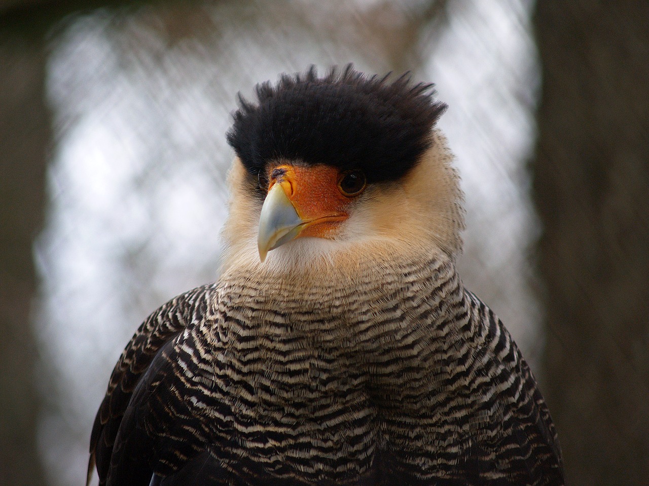 Falcon, Paukštis, Raptoras, Gyvūnai, Plėšrūnas, Caracara, Rašiklis, Nemokamos Nuotraukos,  Nemokama Licenzija