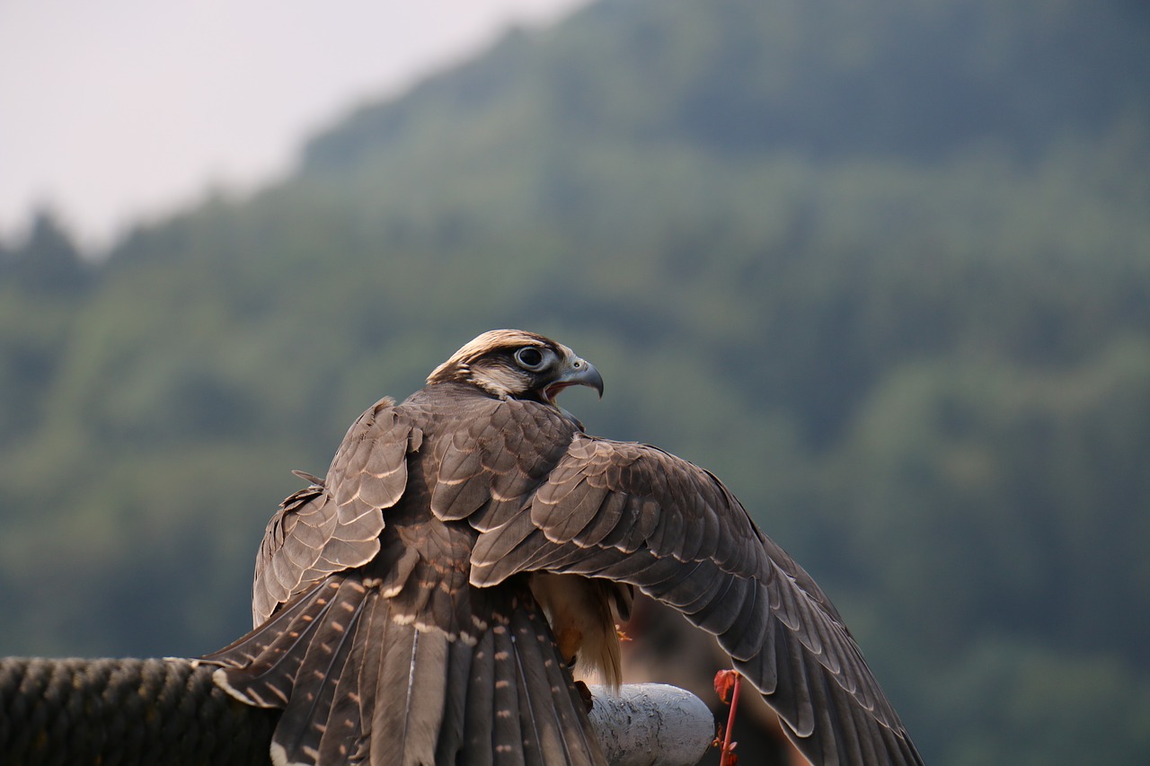 Falcon, Paukštis, Raptoras, Gyvūnas, Gamta, Laukinės Gamtos Fotografija, Salkūnai, Medžioklė, Grobis, Plėšrusis Paukštis