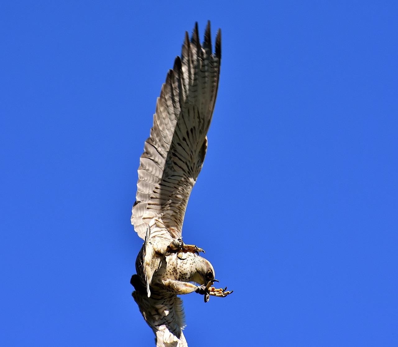 Falcon, Plėšrusis Paukštis, Laukinės Gamtos Fotografija, Paukštis, Laukinis Gyvūnas, Gamta, Plunksna, Plumėjimas, Gyvūnų Pasaulis, Raptoras