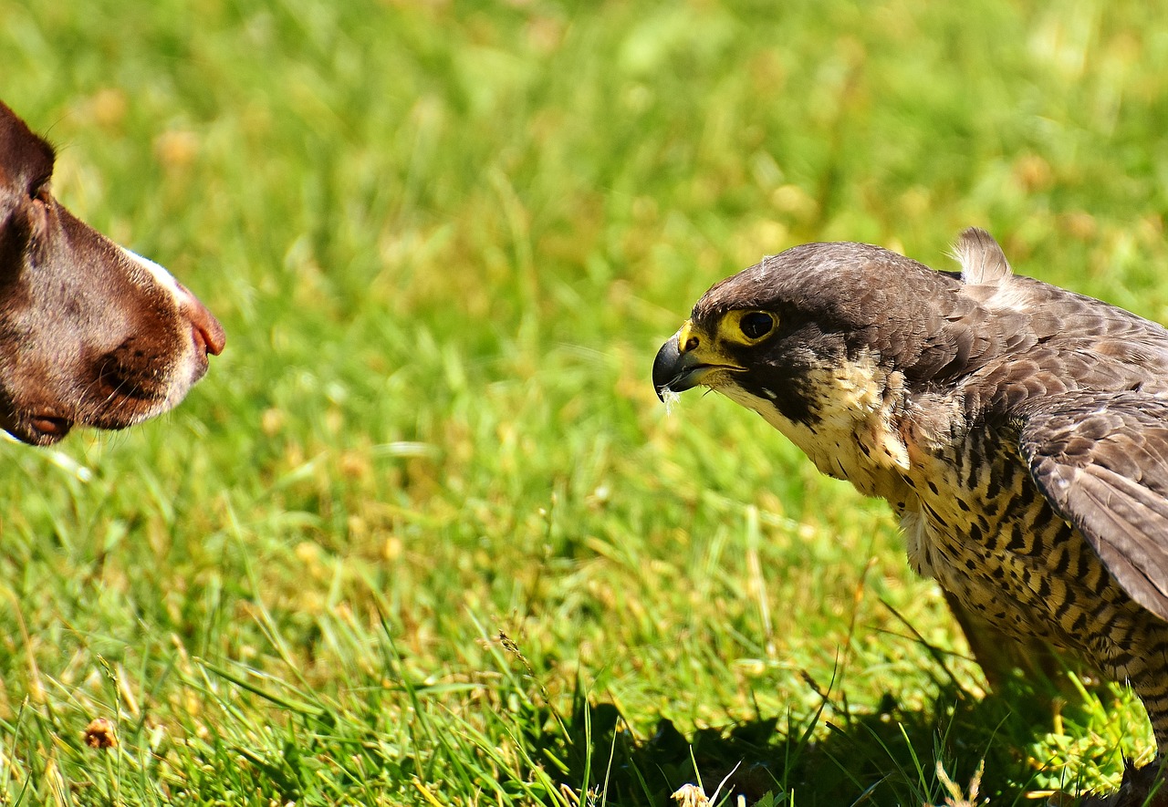 Falcon, Paukštis, Šuo, Raptoras, Plėšrusis Paukštis, Gyvūnas, Gamta, Plunksna, Plumėjimas, Laukinis Gyvūnas