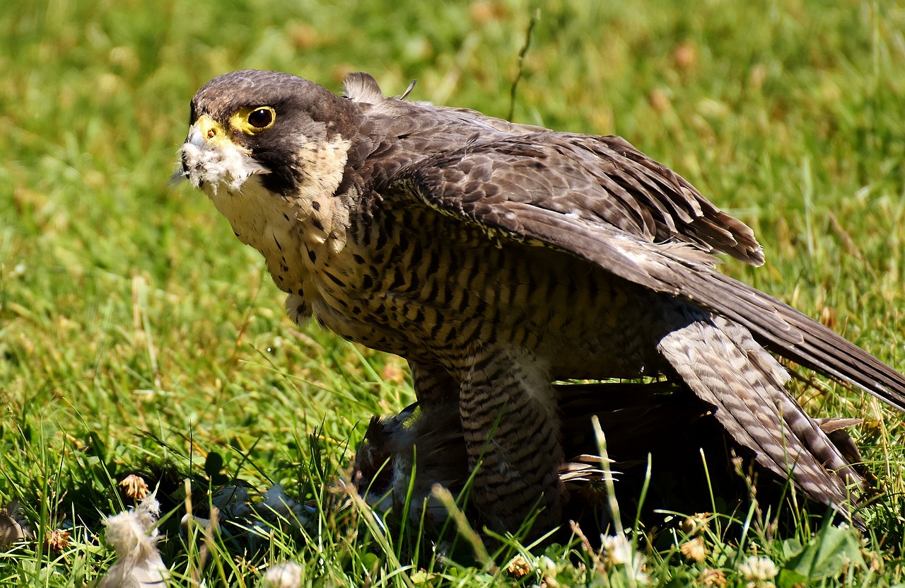 Falcon, Paukštis, Grobis, Raptoras, Plėšrusis Paukštis, Gyvūnas, Gamta, Plunksna, Plumėjimas, Laukinis Gyvūnas