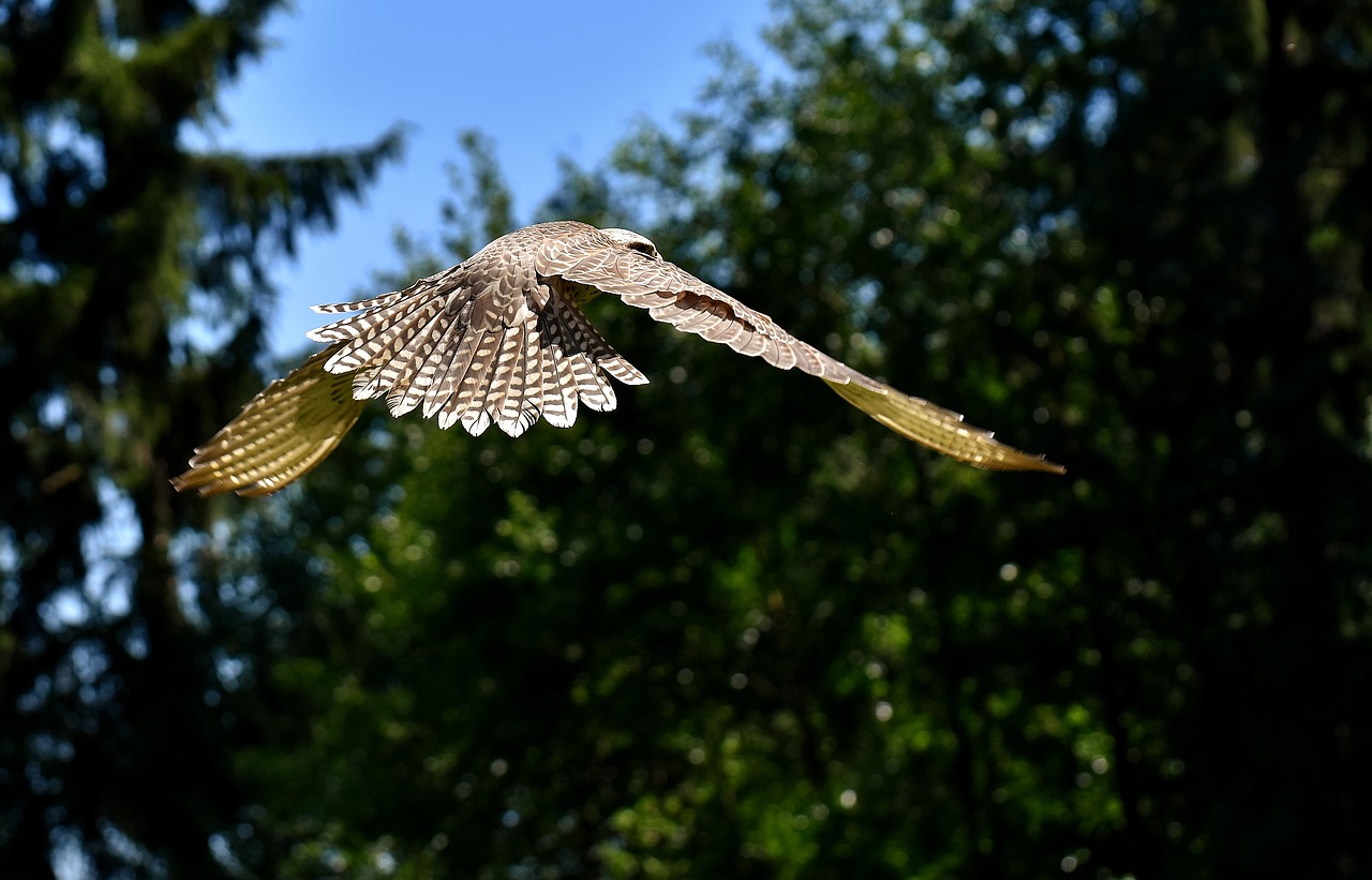 Falcon, Plėšrusis Paukštis, Laukinės Gamtos Fotografija, Paukštis, Laukinis Gyvūnas, Gamta, Plunksna, Plumėjimas, Gyvūnų Pasaulis, Raptoras