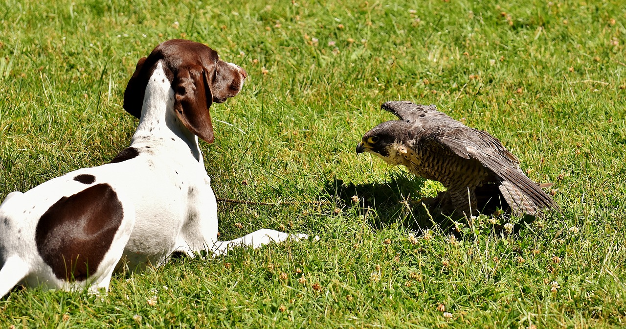 Falcon, Šuo, Raptoras, Paukštis, Plėšrusis Paukštis, Gyvūnas, Skrydis, Gamta, Laukinių Parkų Girtavimas, Nemokamos Nuotraukos