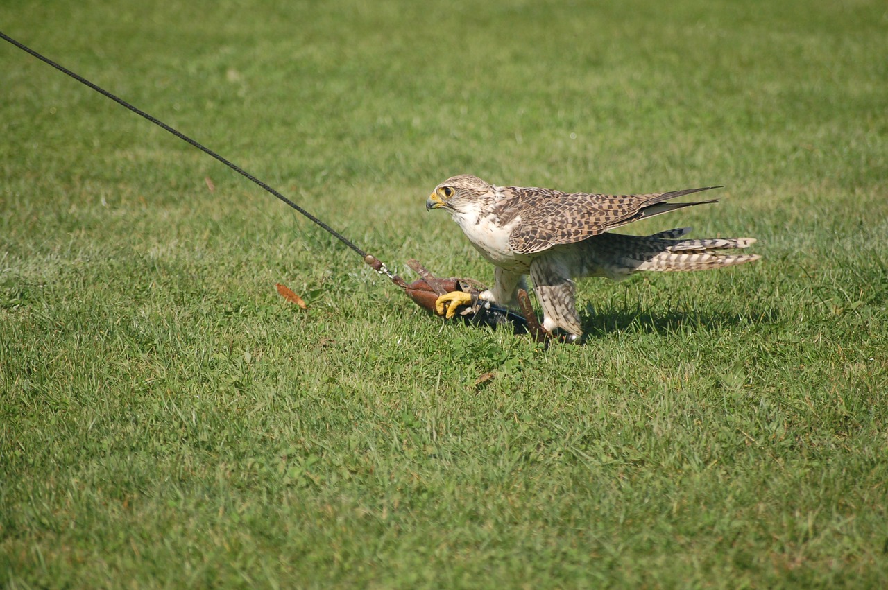 Falcon, Raptoriai, Salkūnai, Nemokamos Nuotraukos,  Nemokama Licenzija