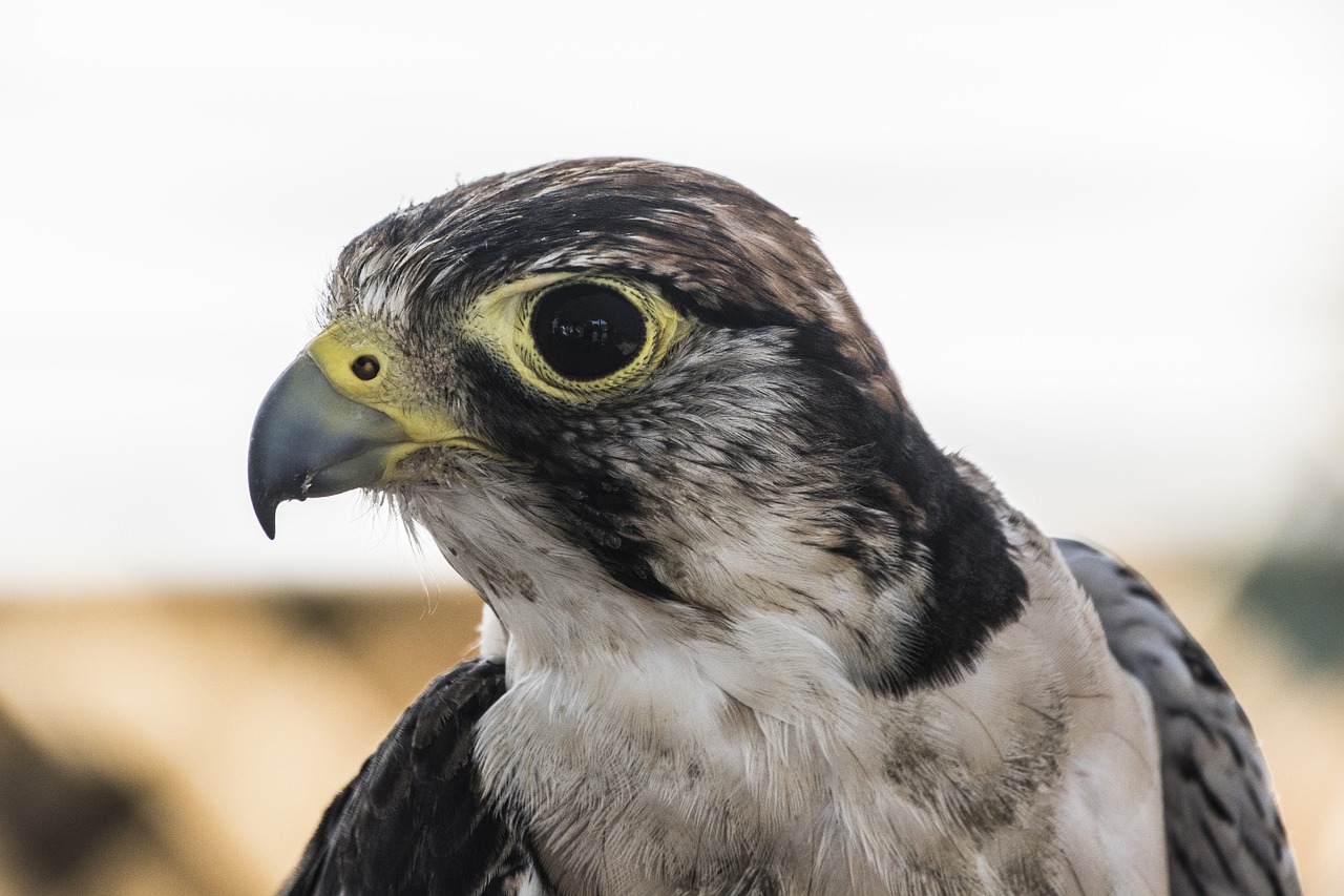 Falcon, Plėšrusis Paukštis, Laukiniai, Snapas, Nemokamos Nuotraukos,  Nemokama Licenzija